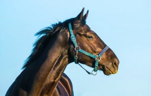 Personalidade do cavalo: conheça suas características