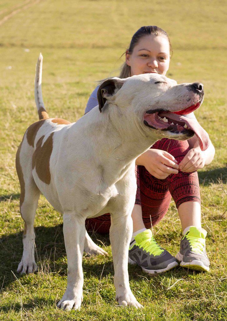 O Pitbull: um excelente cão babá