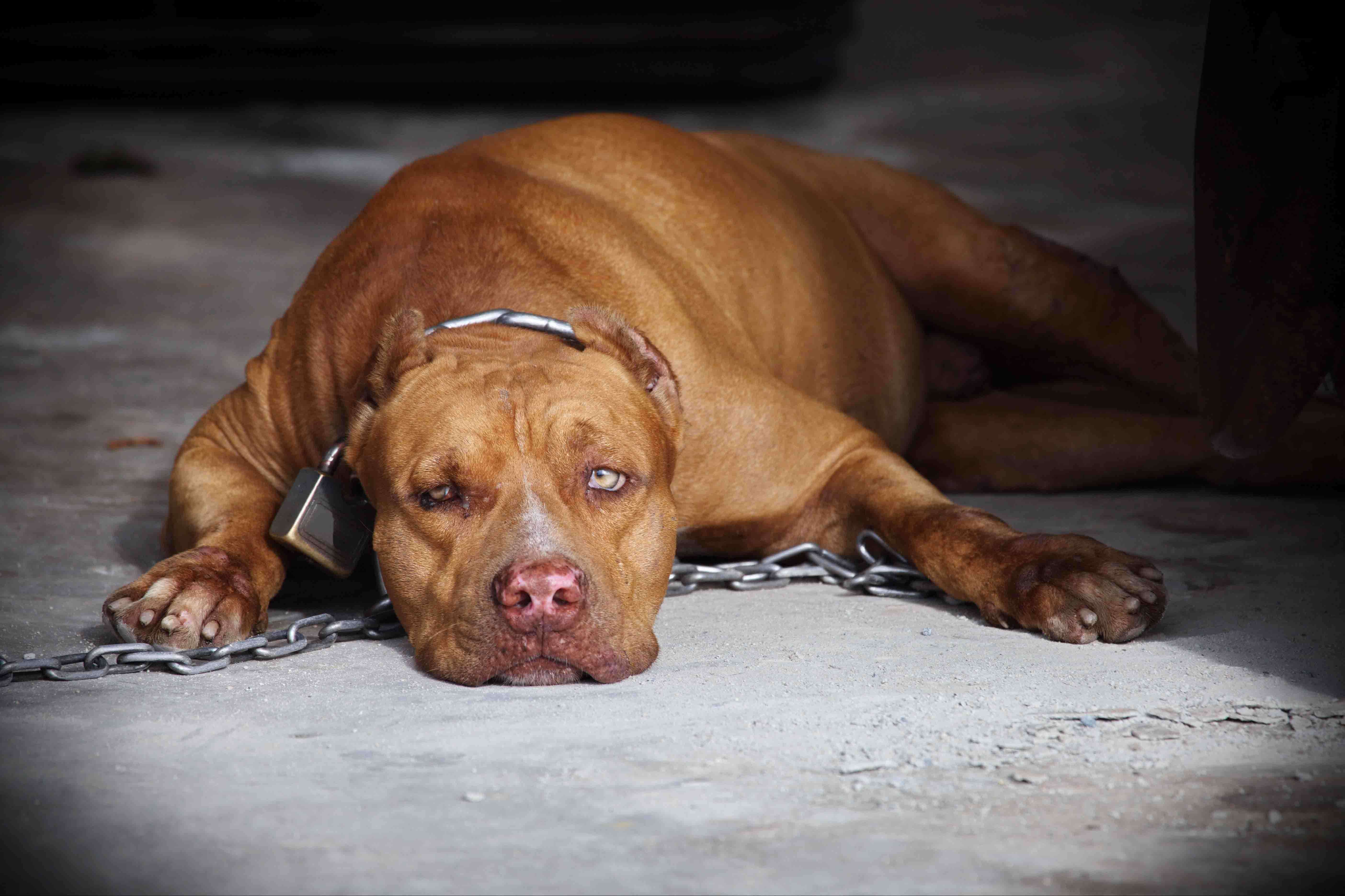 Pitbull preso na coleira: maus-tratos