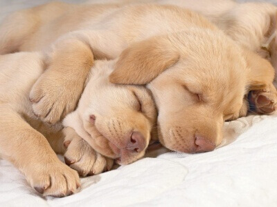 Cachorrinhos dormindo abraçados