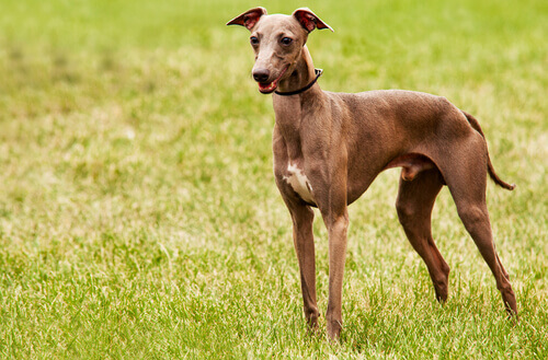 Galgo