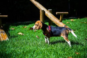 Quais são as raças de cães mais populares