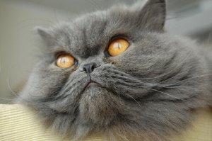 Quais são as raças de gato mais populares