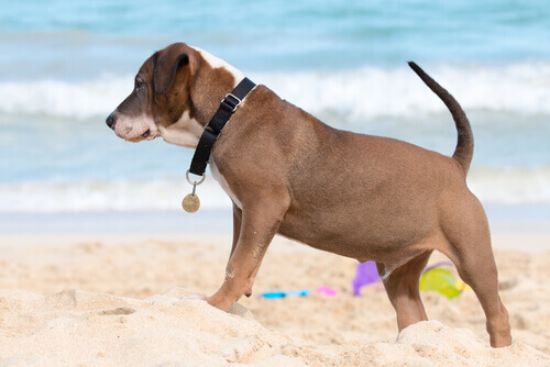 Cachorro na praia