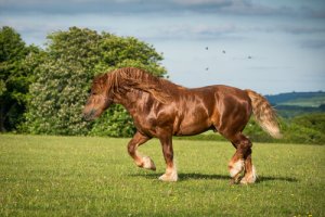 Cavalos de tração: conheça 10 raças