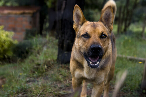 Saiba mais sobre os efeitos da raiva nos cachorros Saiba mais sobre os efeitos da raiva nos cachorros