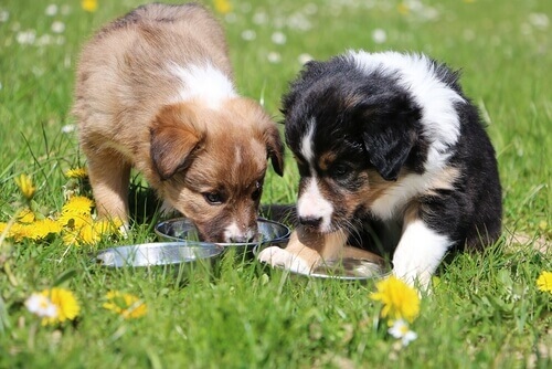 Cachorrinhos comendo ração num campo florido
