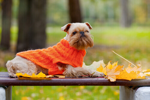 Cachorro com suéter laranja