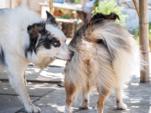 Satiríase: desejo sexual excessivo em cães