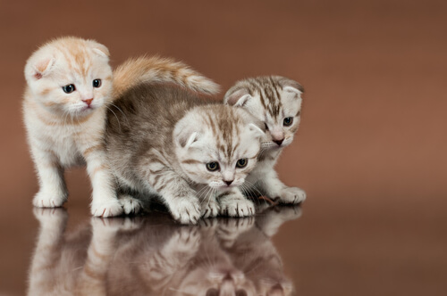 Filhotes de Scottish fold