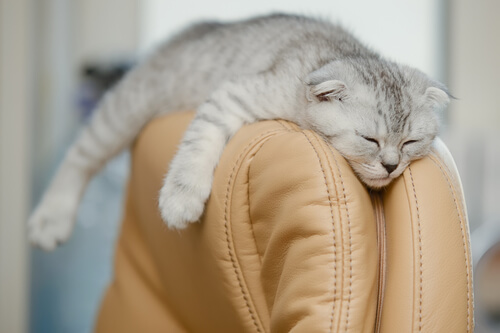 Scottish fold