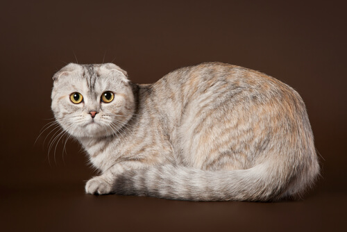 Scottish fold