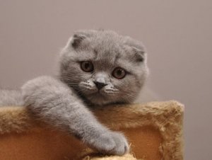 Scottish fold: um gato fofo e educado