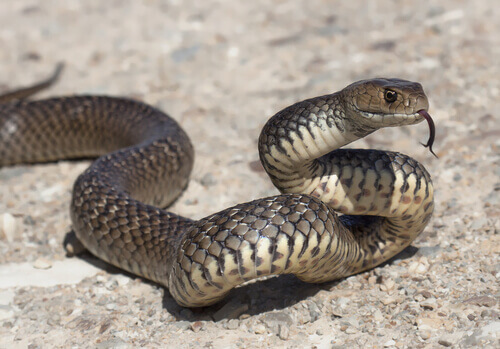 Saiba mais sobre a cobra como animal de estimação
