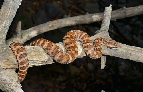serpente