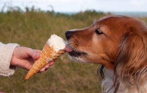 Fuja do calor, preparando um sorvete caseiro para cães