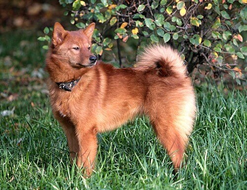 Spitz finlandÃªs: um cÃ£o elegante