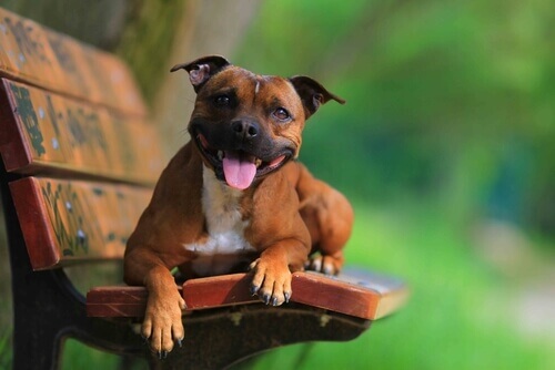 Staffordshire bull terrier