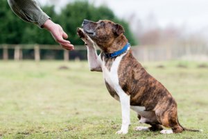 Como diagnosticar a surdez nos cães?
