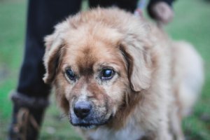 Conselhos para cuidar de um cão cego