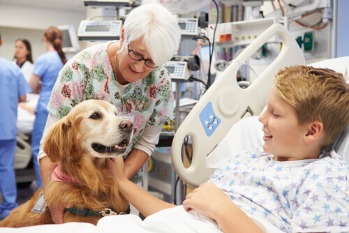 Cachorro terapeuta com menino no hospital