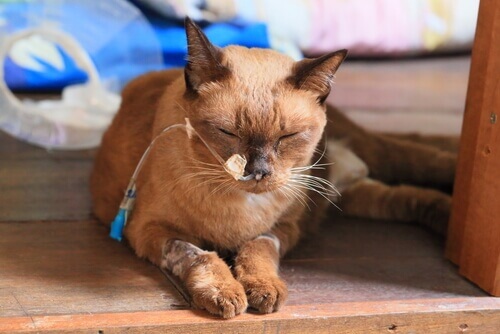 Gato doente com sonda nasogástrica