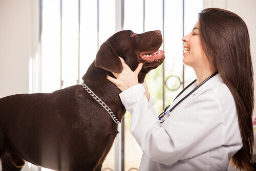 Veterinária consultando cachorro
