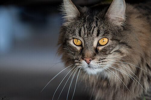 Gato trigado