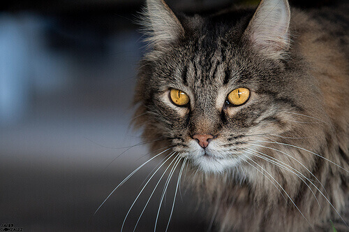 O que sabemos sobre a visão noturna dos gatos?