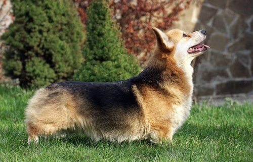 Welsh corgi pembroke, um cão inteligente