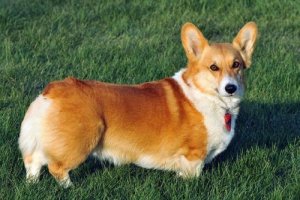Welsh corgi pembroke: um cão muito inteligente