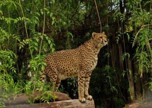 O zoológico de Buenos Aires se transformará em um Eco Parque
