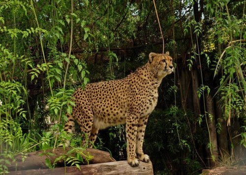 O zoológico de Buenos Aires se transformará em um Eco Parque O zoológico de Buenos Aires se transformará em um Eco Parque