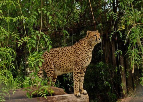 O zoológico de Buenos Aires se transformará em um Eco Parque