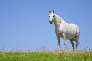 Égua prenha: o que é importante saber?