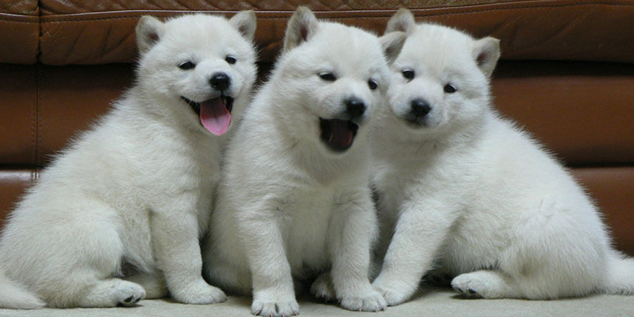 Filhotes do cão Hokkaido
