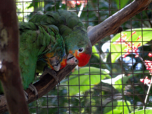 Reprodução do papagaio doméstico