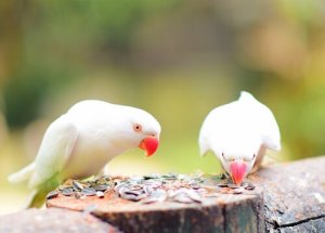 Sementes para pássaros domésticos: tipos e recomendações