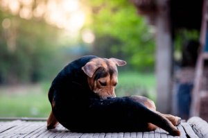 Tipos de ácaros que afetam os animais de estimação