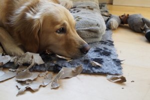 Dicas para acostumar seu cão a ficar sozinho