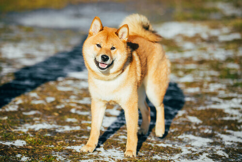 Conheça algumas raças de cães de neve: Akita Inu