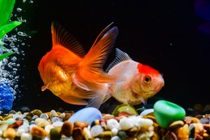 Alimentação para peixes: conselhos para que seja ideal