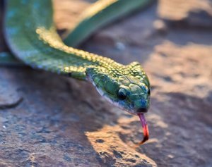 Alimentação da cobra doméstica: saiba mais