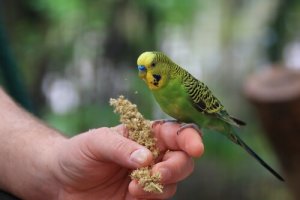 Ambiente ideal para periquitos: saiba como preparar