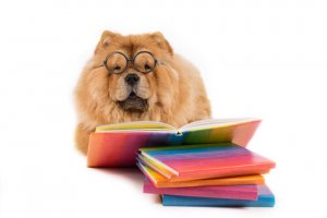 Qual o animal com mais inteligência emocional?