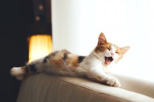 Bichos de estimação e decoração