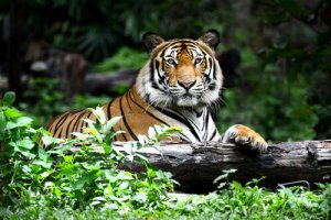 10 animais em perigo de extinção