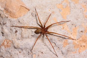 Aranhas em casa: dicas para evitá-las