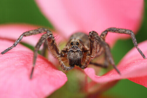 Aranha sobre flor