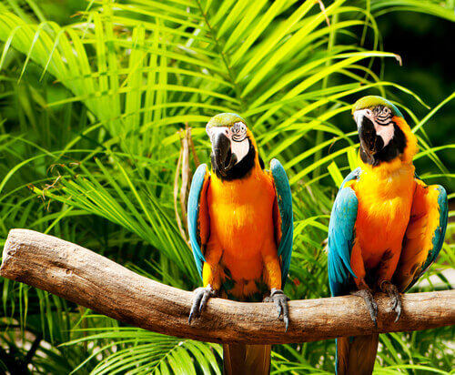 Enriquecimento ambiental para papagaios: saiba mais